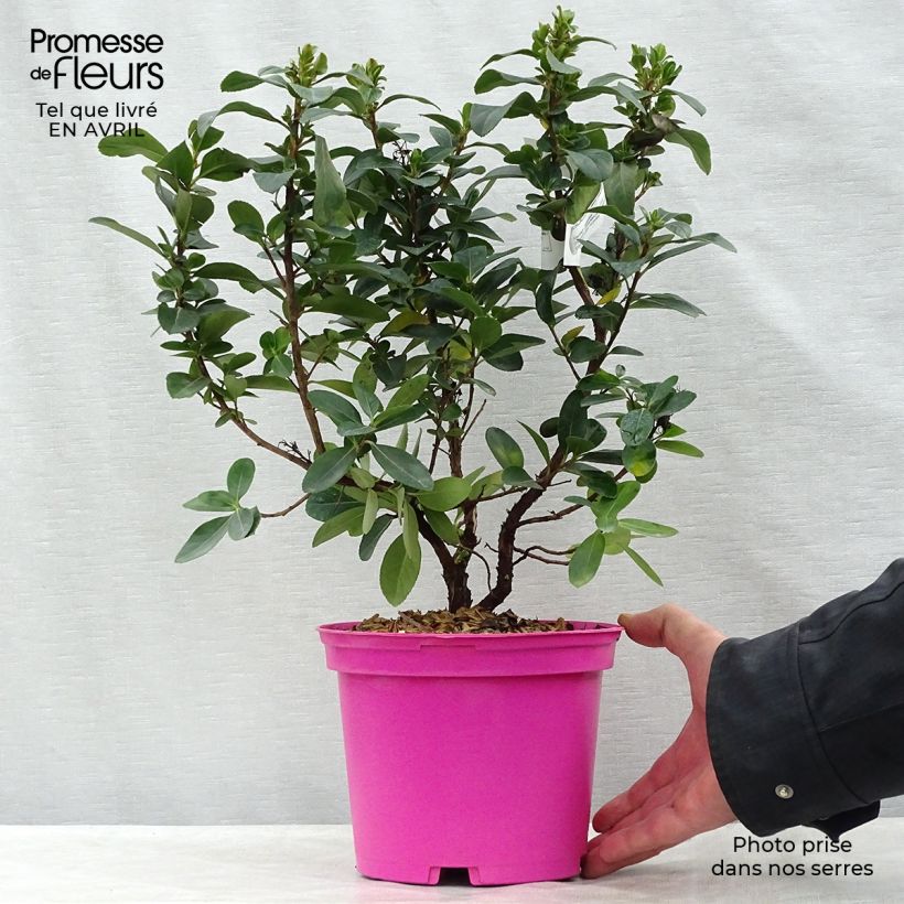 Escallonia laevis Pink Elle Lades Vaso da 2L/3L esemplare consegnato in primavera