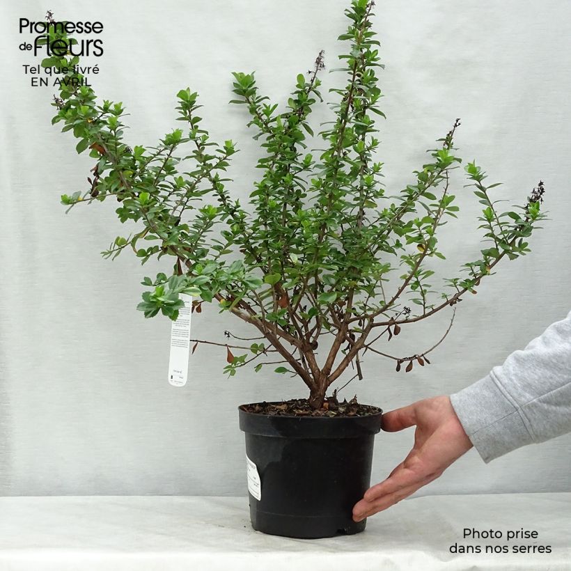 Escallonia Pride of Donard Vaso da 2L/3L esemplare consegnato in primavera