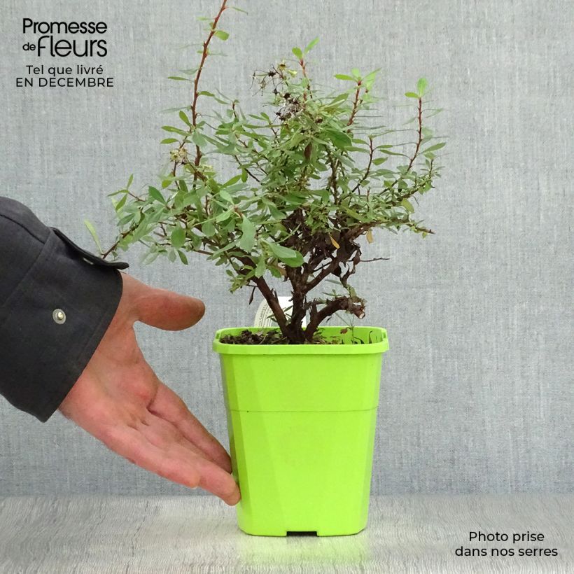 Escallonia Golden Carpet Vaso da 1L/1,5L esemplare consegnato in inverno