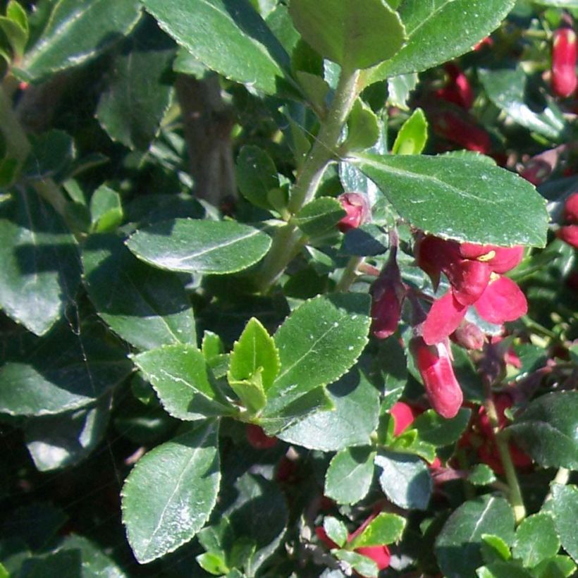 Escallonia Red Dream (Fogliame)