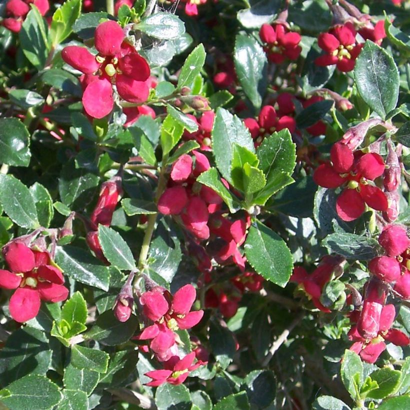 Escallonia Red Dream (Fioritura)