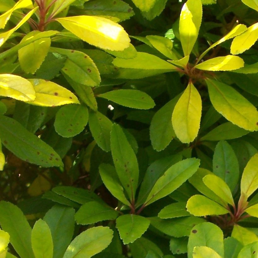 Escallonia laevis Gold Ellen (Fogliame)