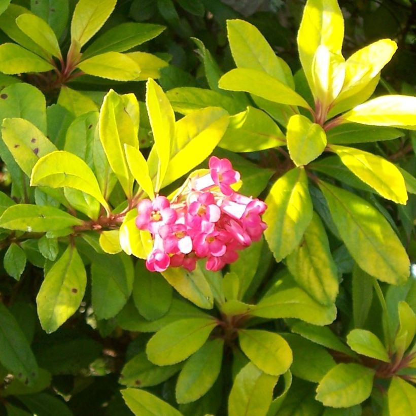 Escallonia laevis Gold Ellen (Fioritura)