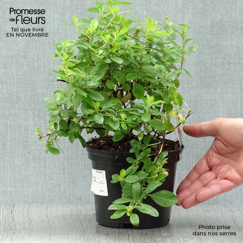 Esemplare di Escallonia laevis Gold Ellen Vaso da 2L/3L come consegnato in autunno