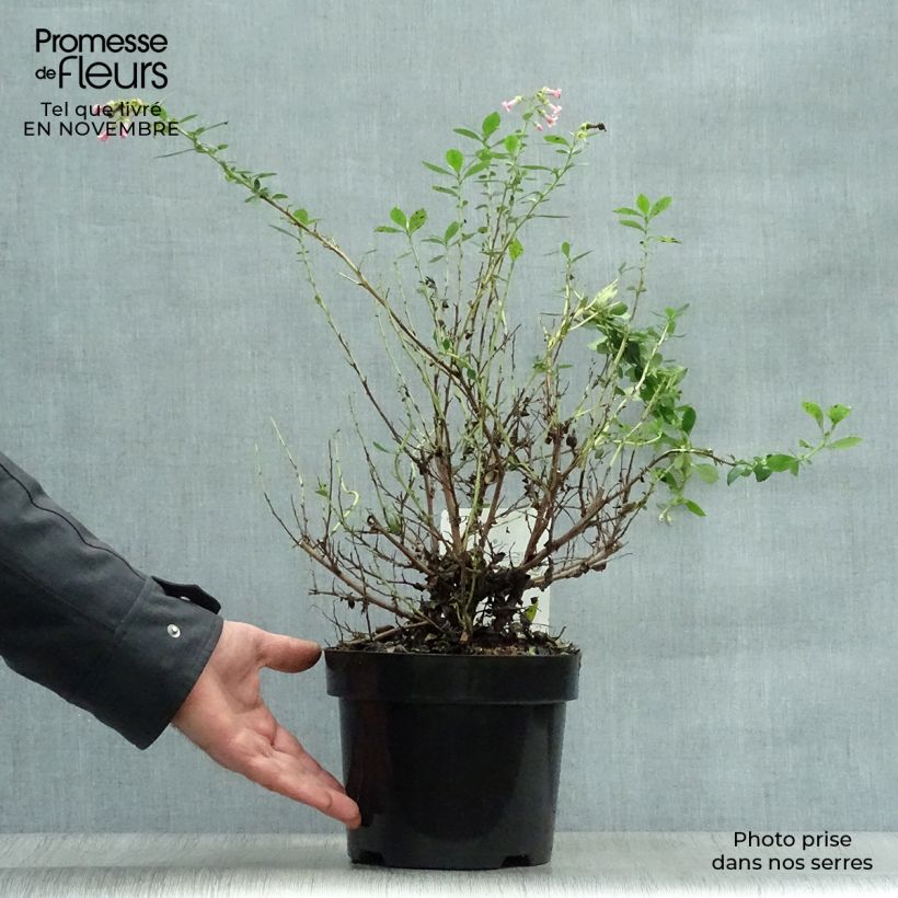 Esemplare di Escallonia rubra var. macrantha Vaso da 3L/4L come consegnato in autunno