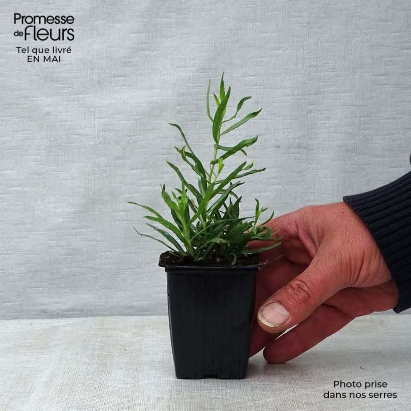 Dragoncello - Artemisia dracunculus Vasetto da 7/8 cm esemplare consegnato in primavera