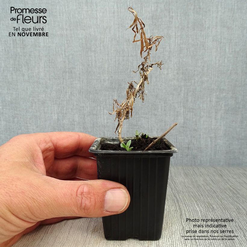 Esemplare di Dragoncello - Artemisia dracunculus Vasetto da 7/8 cm come consegnato in autunno