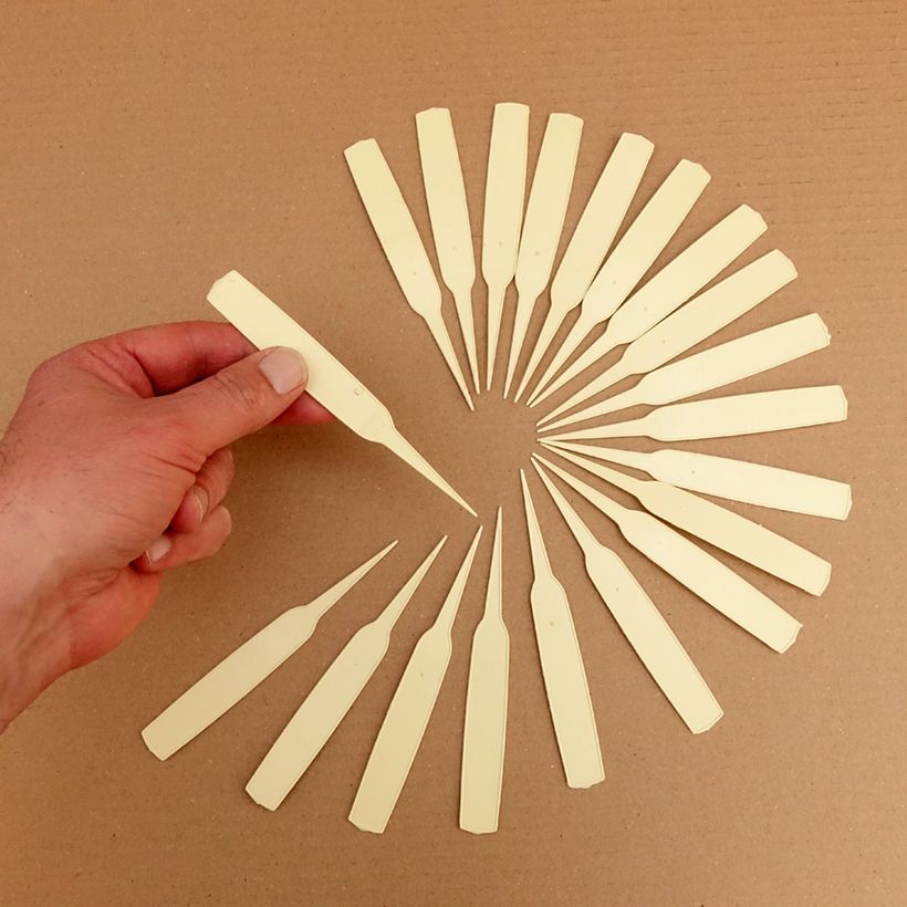 Esempio di esemplare Etiquette étroite à planter ivoire Confezione come consegnato