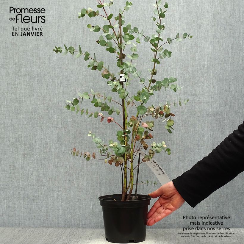 Eucalyptus pulverulenta Baby Blue - Eucalipto Vaso da 2L/3L esemplare consegnato in inverno