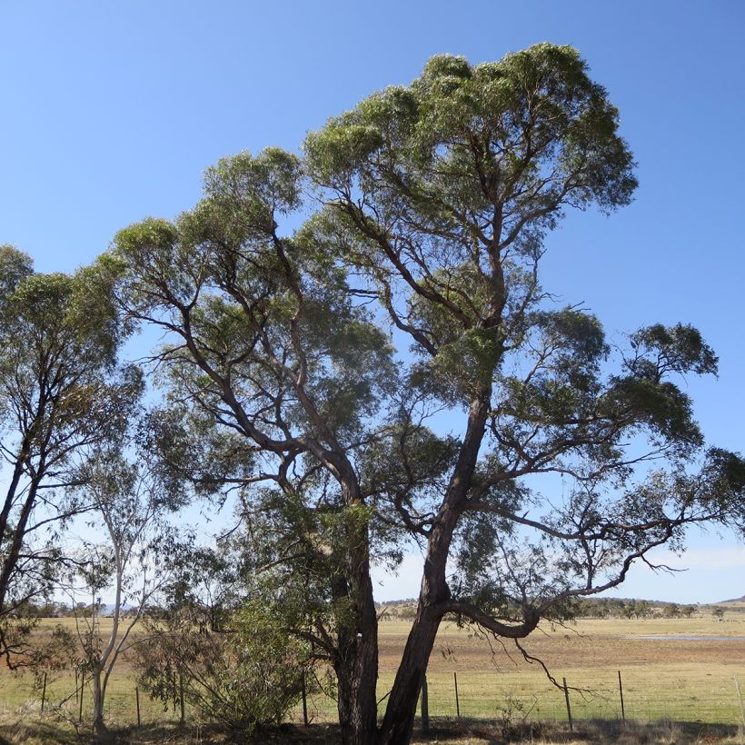 Eucalyptus aggregata - Eucalipto (Porto)