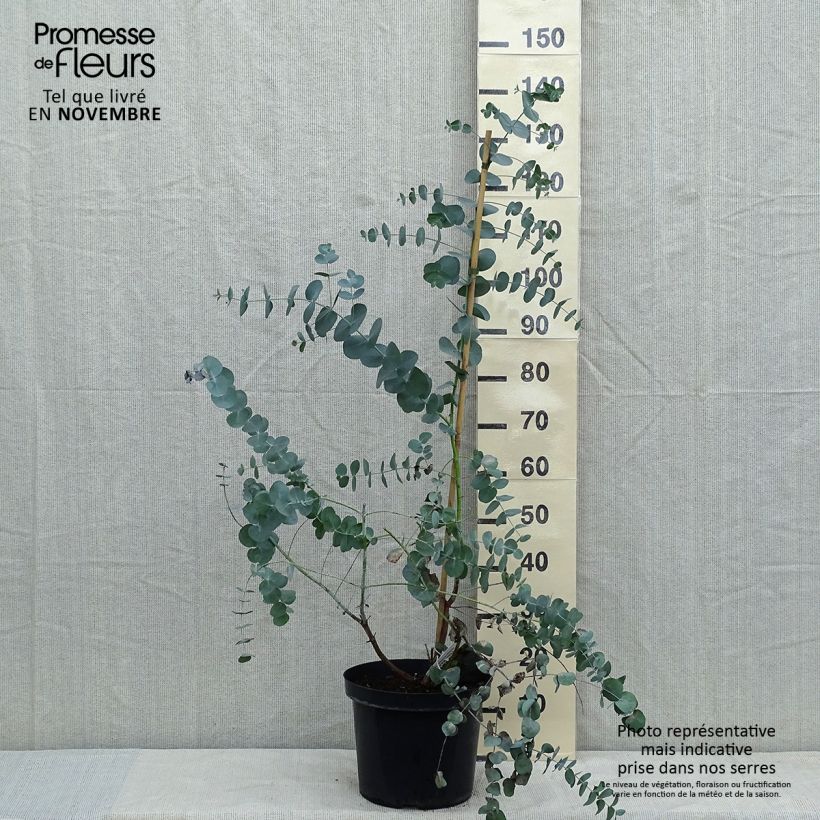Esemplare di Eucalyptus cinerea Silver Dollar - Eucalipto Vaso da 2L/3L come consegnato in autunno