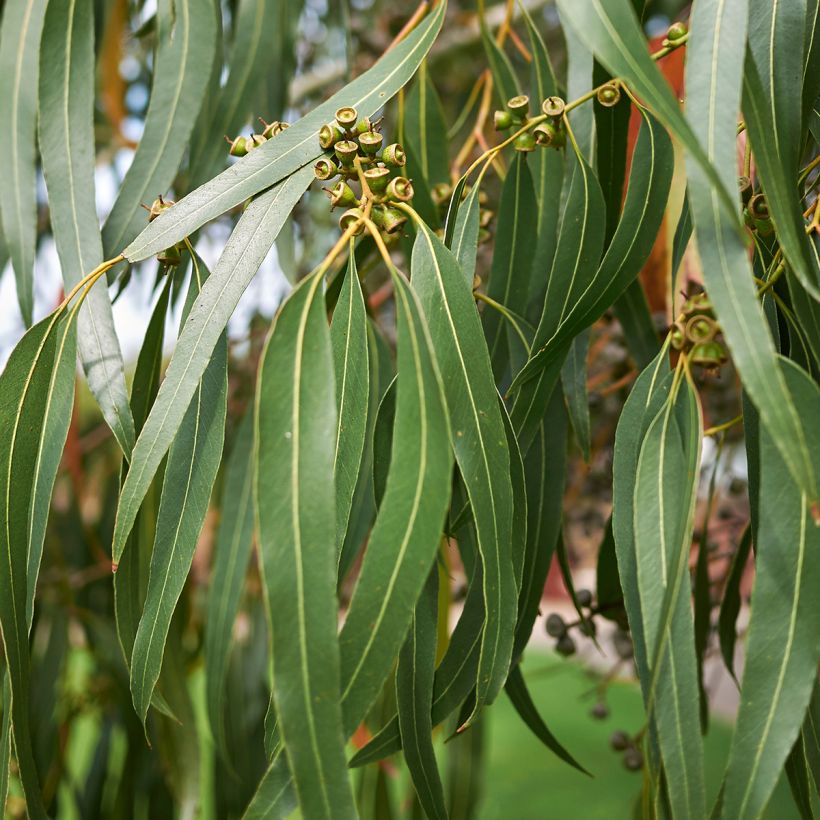Eucalyptus dalrympleana - Eucalipto (Fogliame)
