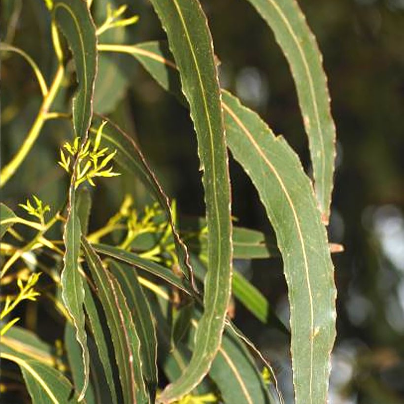 Eucalyptus denticulata - Eucalipto (Fogliame)