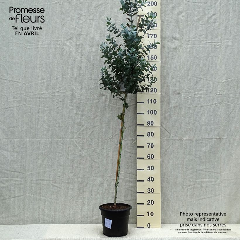 Eucalyptus globulus - Eucalipto Vaso da 7,5L/10L esemplare consegnato in primavera