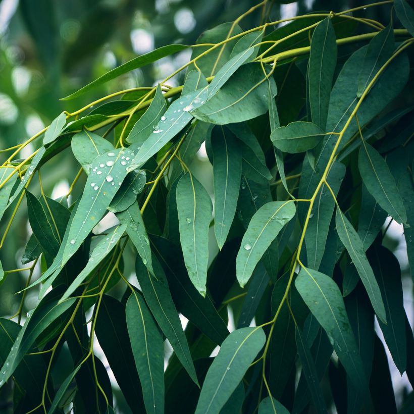 Eucalyptus globulus - Eucalipto (Fogliame)