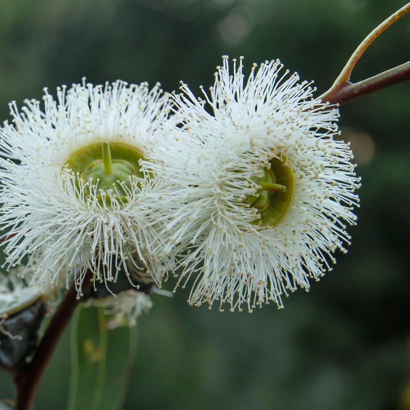 Eucalyptus globulus - Eucalipto (Fioritura)