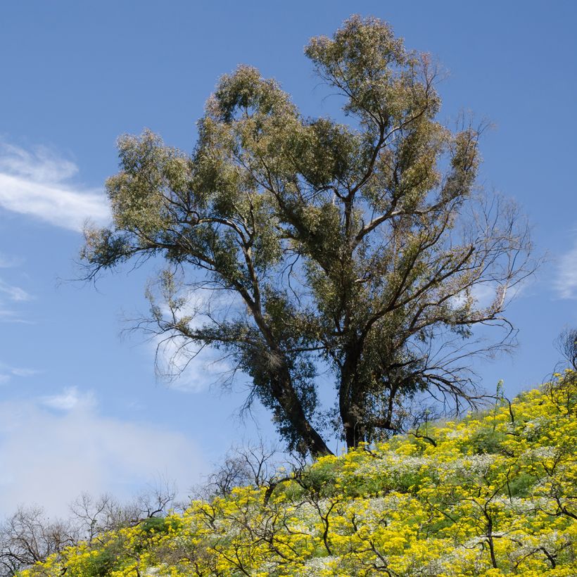 Eucalyptus globulus - Eucalipto (Porto)