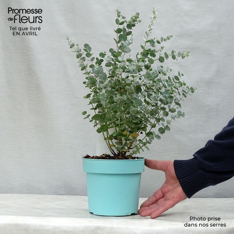 Eucalyptus gunnii Azura Cagire - Eucalipto Vaso da 1,5L/2L esemplare consegnato in primavera
