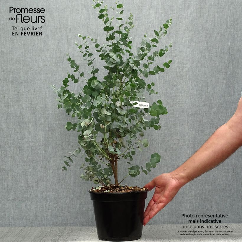 Esemplare di Eucalyptus gunnii Azura Cagire - Eucalipto Vaso da 3L/4L come consegnato in autunno