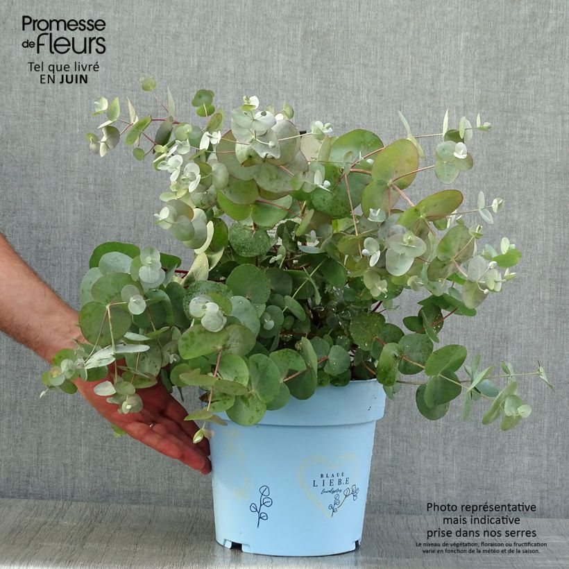 Esemplare di Eucalyptus gunnii Blaue Liebe - Eucalipto Vaso da 6L/7L consegnato in estate
