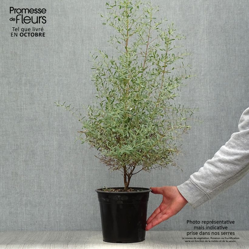 Esemplare di Eucalyptus gunnii France Bleu Rengun - Eucalipto Vaso da 3L/4L come consegnato in autunno