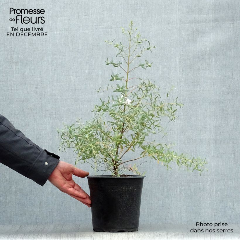 Eucalyptus gunnii France Bleu Rengun - Eucalipto Vaso da 3L/4L esemplare consegnato in inverno