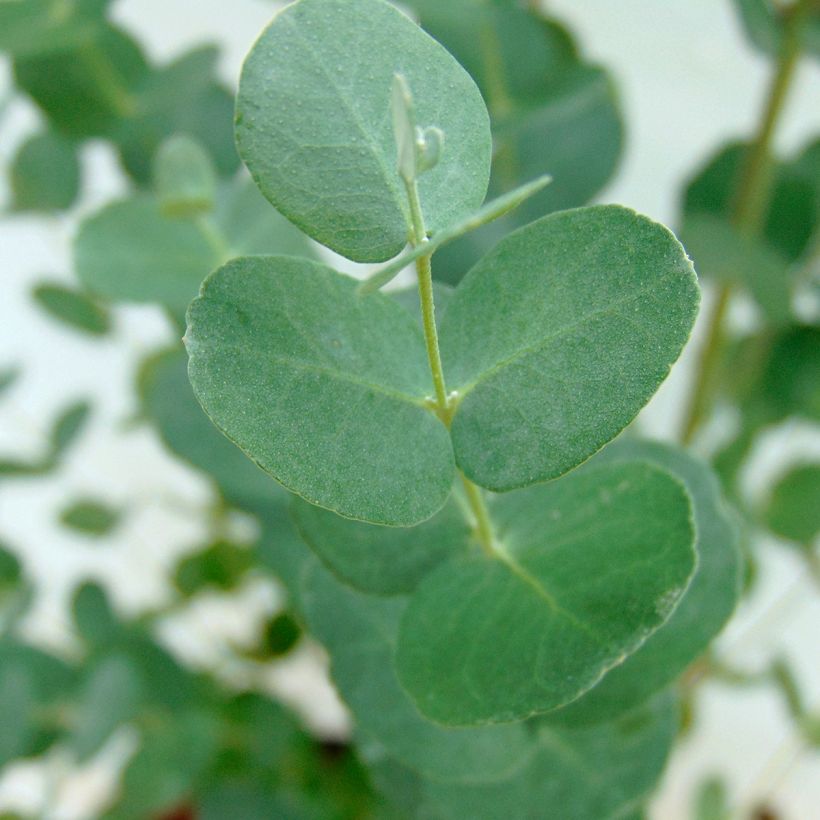 Eucalipto - Eucalyptus gunnii (Fogliame)