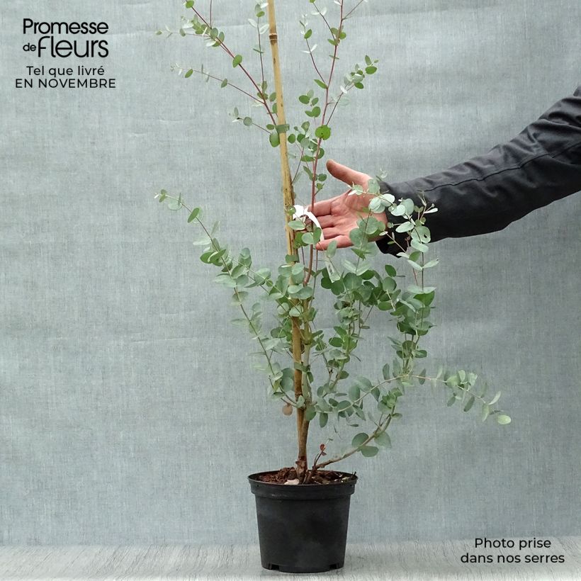 Esemplare di Eucalyptus gunnii Silverana - Eucalipto Vaso da 1,5L/2L come consegnato in autunno