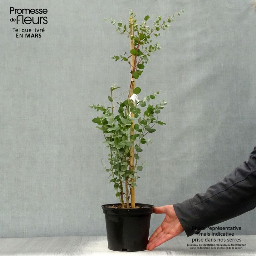 Eucalyptus gunnii Silverana - Eucalipto Vaso da 1,5L/2L esemplare consegnato in primavera