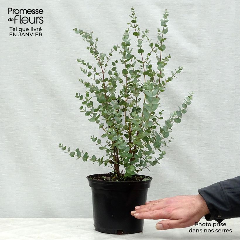 Eucalipto - Eucalyptus gunnii Vaso da 2L/3L esemplare consegnato in inverno