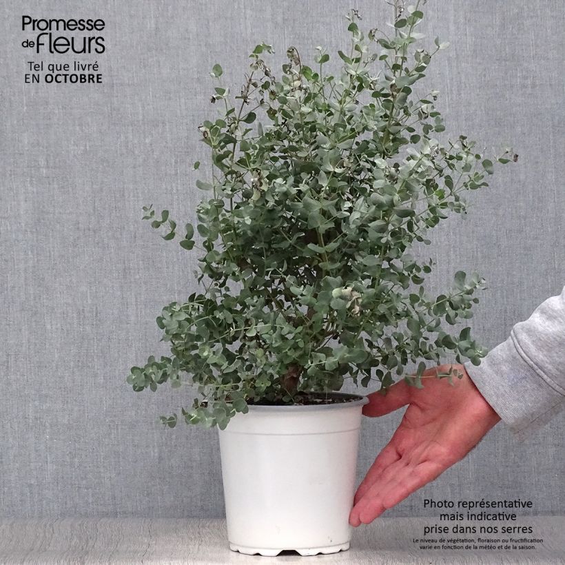 Esemplare di Eucalipto - Eucalyptus gunnii Vaso da 2L/3L come consegnato in autunno