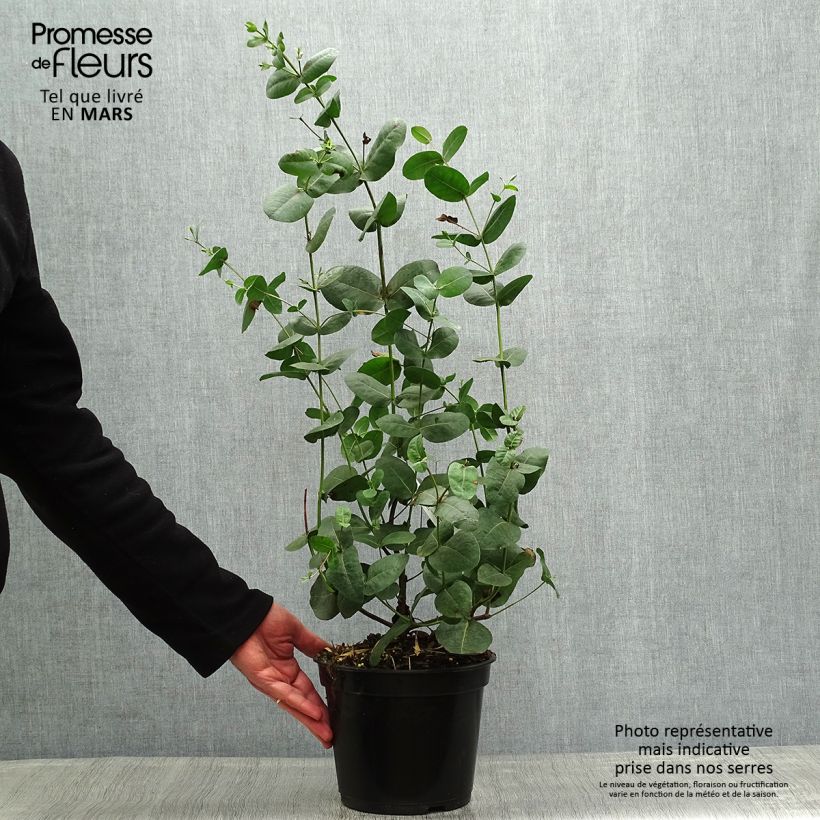 Eucalyptus neglecta - Eucalipto Vaso da 4L/5L esemplare consegnato in primavera