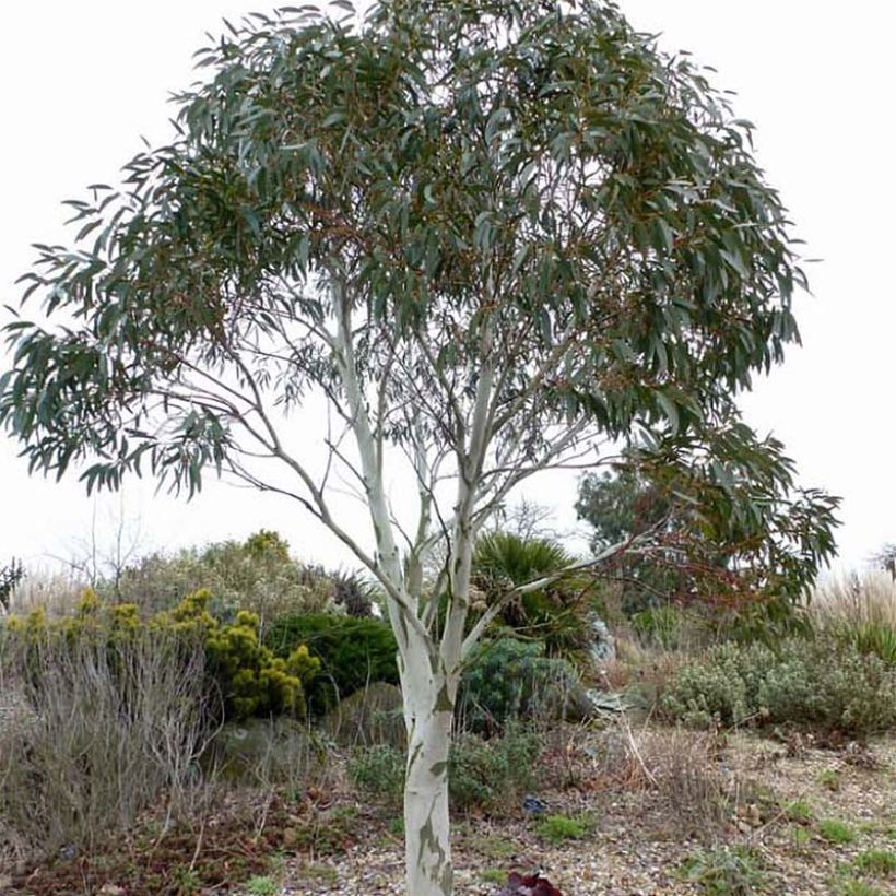Eucalyptus pauciflora subsp. niphophila - Eucalipto (Porto)