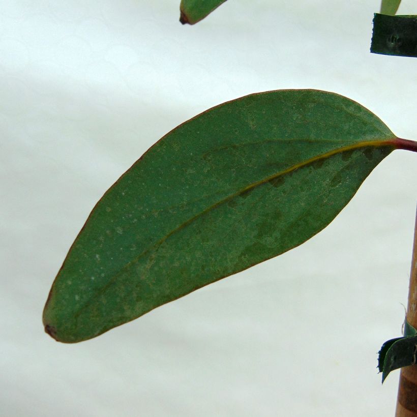 Eucalyptus pauciflora subsp. niphophila - Eucalipto (Fogliame)
