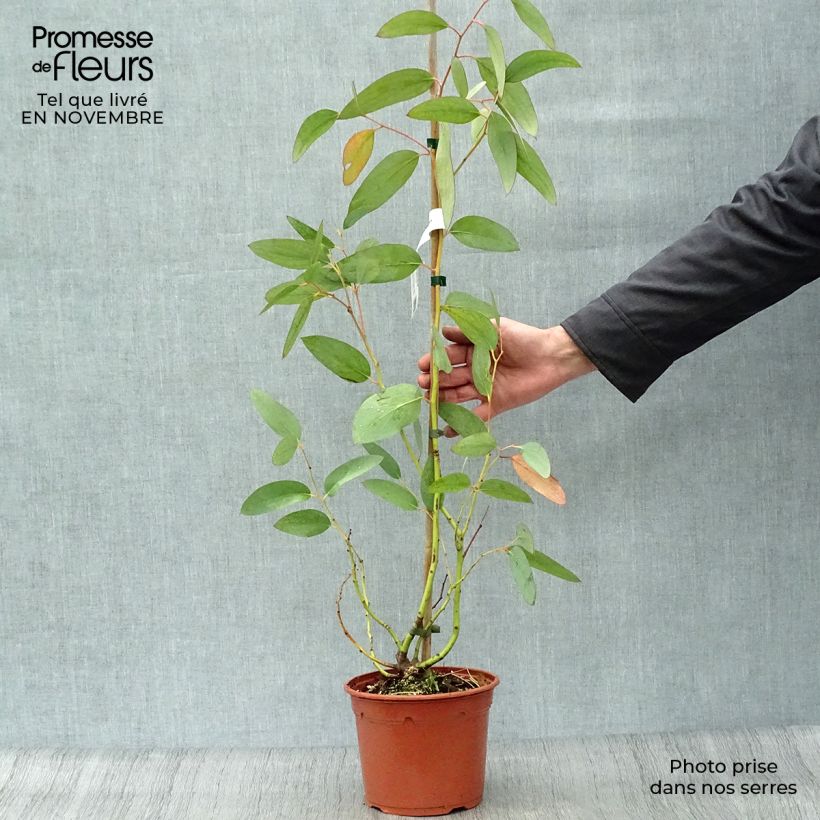 Esemplare di Eucalyptus pauciflora subsp. niphophila - Eucalipto Vaso da 3L/4L come consegnato in autunno