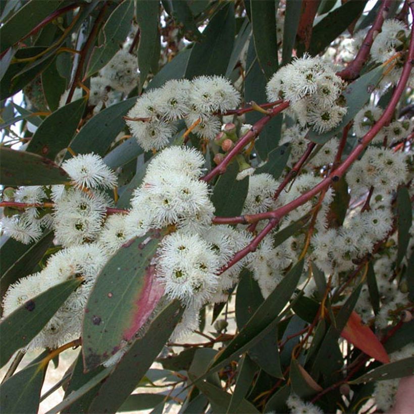 Eucalyptus parvula - Eucalipto (Fioritura)