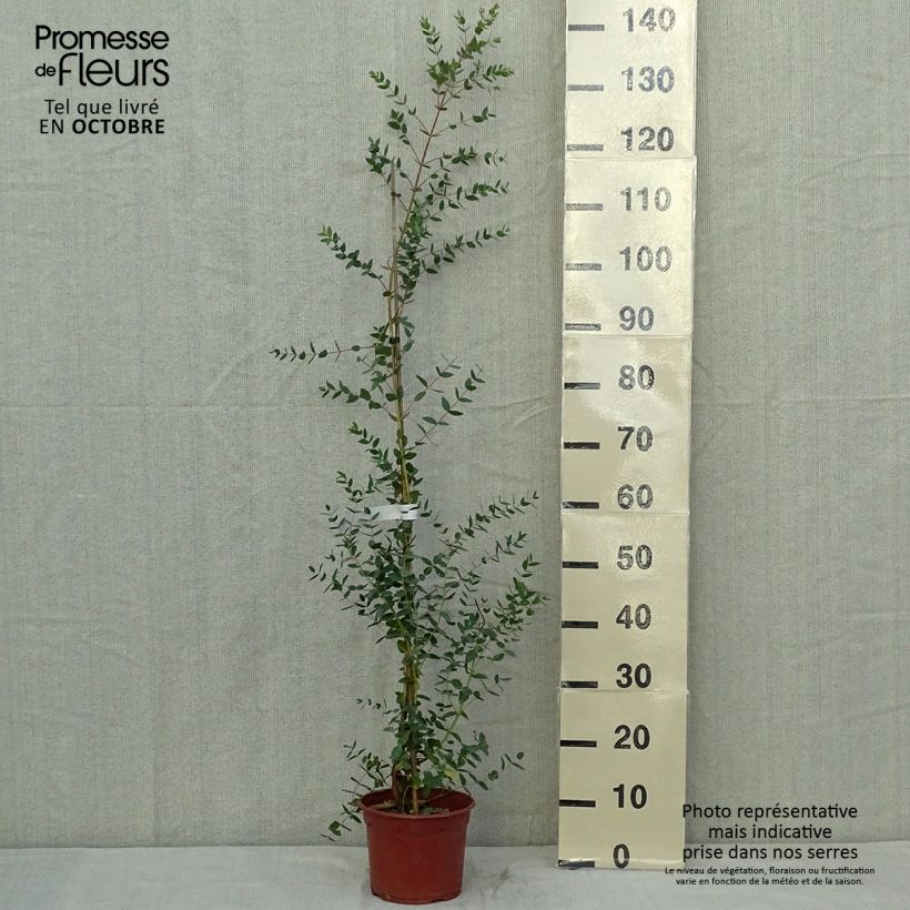 Esemplare di Eucalyptus parvula - Eucalipto Vaso da 3L/4L come consegnato in autunno