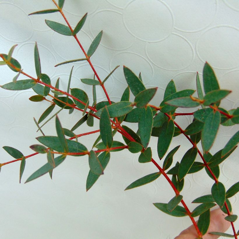 Eucalyptus parvula - Eucalipto (Fogliame)