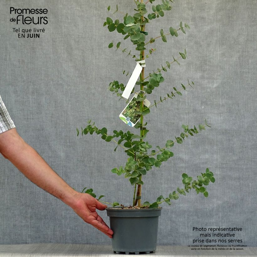 Esemplare di Eucalyptus parvula - Eucalipto Vasetto da 8/9 cm consegnato in estate
