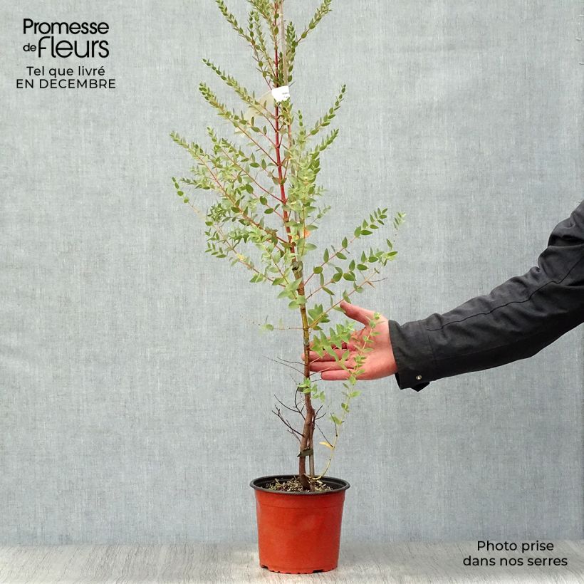 Eucalyptus parvula - Eucalipto Vasetto da 8/9 cm esemplare consegnato in inverno