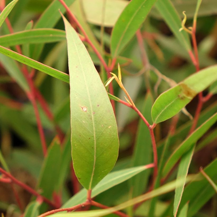 Eucalyptus stricta - Eucalipto (Fogliame)