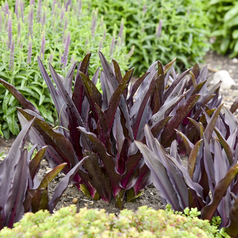 Eucomis Purple Reign - Giglio di ananas (Fogliame)