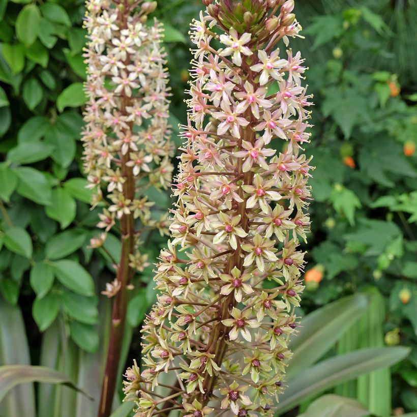 Eucomis comosa Sparkling Burgundy - Giglio di ananas (Fioritura)