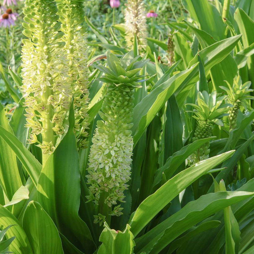Eucomis comosa Tugela Jade - Giglio di ananas (Fioritura)
