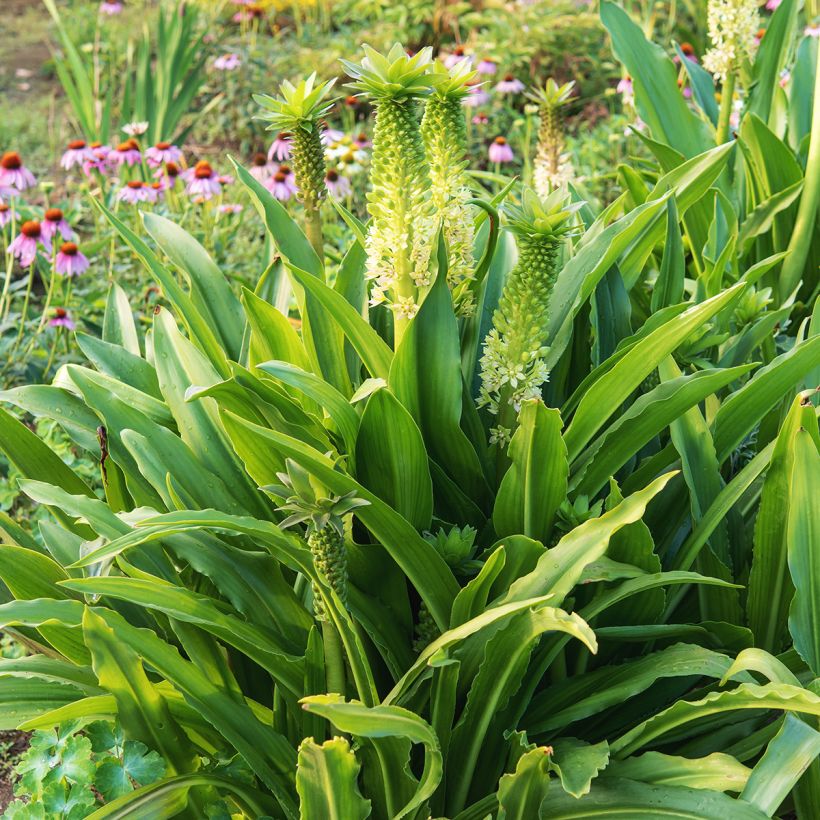 Eucomis comosa Tugela Jade - Giglio di ananas (Porto)