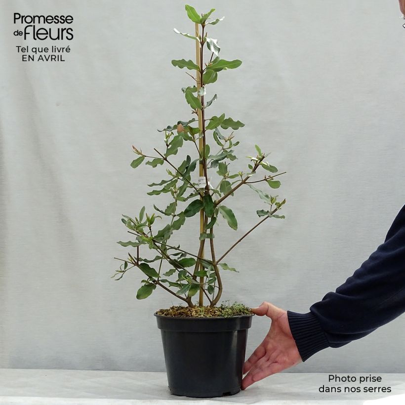 Eucryphia intermedia Rostrevor Vaso da 3L/4L esemplare consegnato in primavera