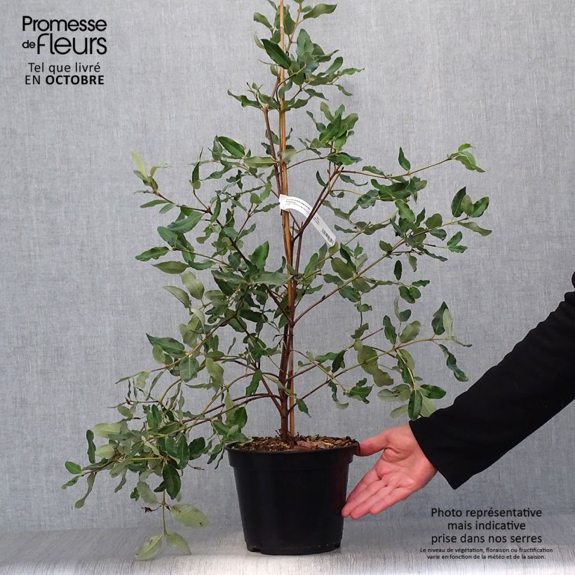 Esemplare di Eucryphia intermedia Rostrevor Vaso da 3L/4L come consegnato in autunno