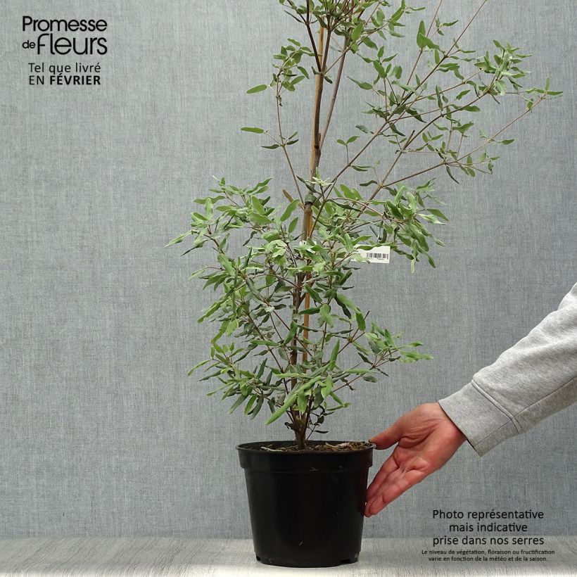 Esemplare di Eucryphia lucida Ballerina Vaso da 4L/5L come consegnato in autunno