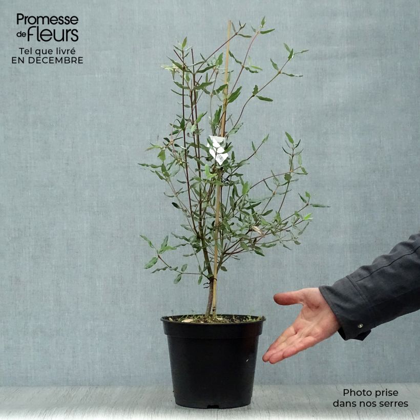 Eucryphia lucida Ballerina Vaso da 4L/5L esemplare consegnato in inverno