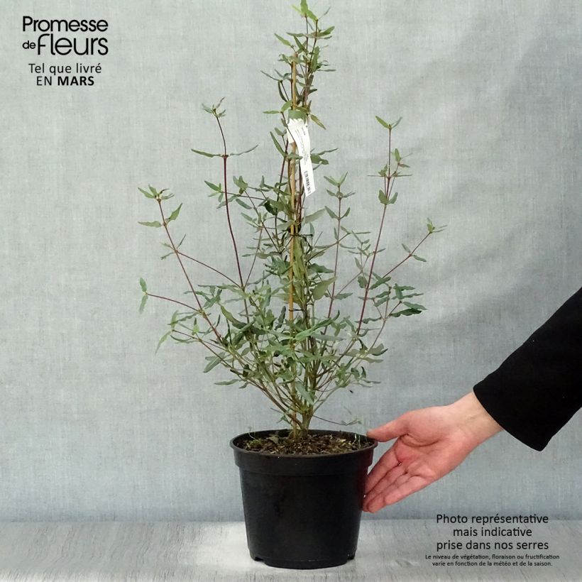 Eucryphia lucida Ballerina Vaso da 4L/5L esemplare consegnato in primavera